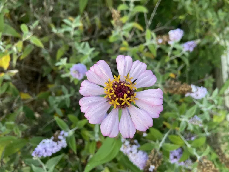 Zinnia elegans 'Zinderella Lilac' flower