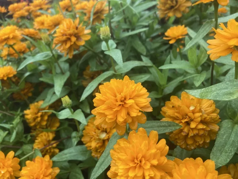 Zinnia marylandica 'PAS1246674' (Double Zahara™ Bright Orange) flower