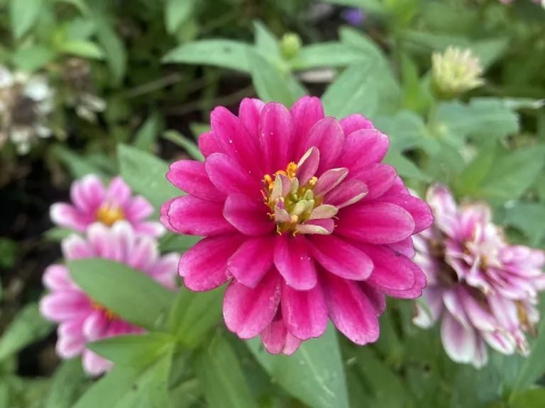 Zinnia marylandica 'PAS1246684' (Double Zahara™ Raspberry Ripple) flower