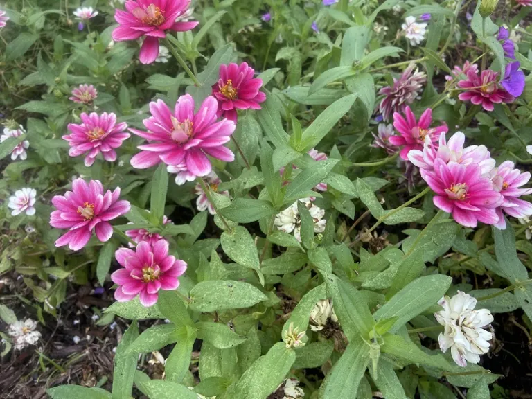 Zinnia marylandica 'PAS1246684' (Double Zahara™ Raspberry Ripple) flowering habit