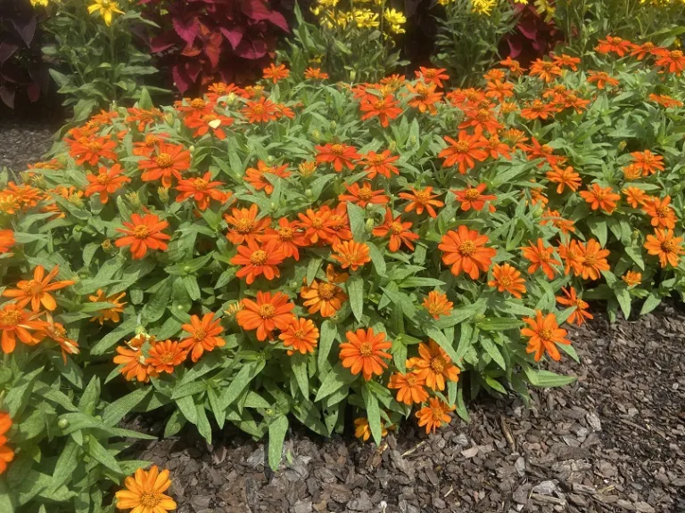 Zinnia marylandica 'PAS719124' (Zahara® Fire) flowering habit