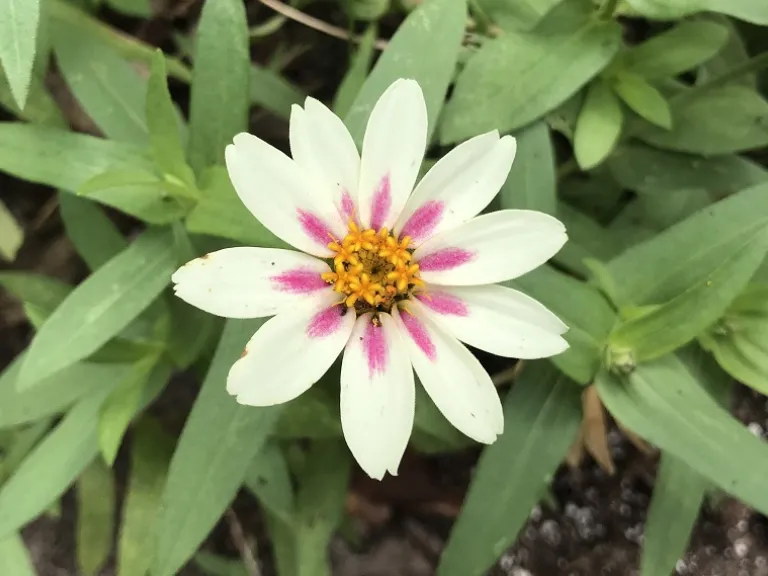 Zinnia marylandica 'PAS719128' (Zahara® Starlight Rose) flower close up