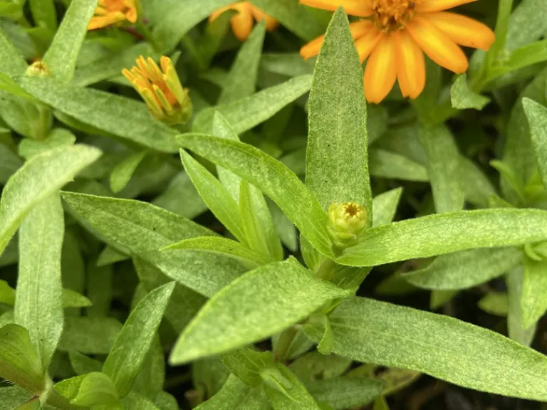 Zinnia marylandica 'PAS951097' (Zahara® Sunburst) bud and foliage