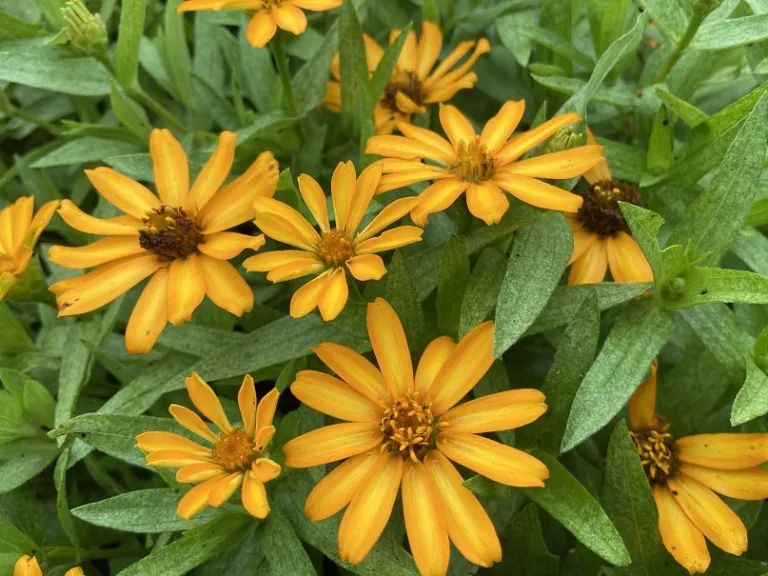 Zinnia marylandica 'PAS951097' (Zahara® Sunburst) flower no blotch