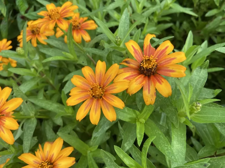 Zinnia marylandica 'PAS951097' (Zahara® Sunburst) flowers with blotch fading