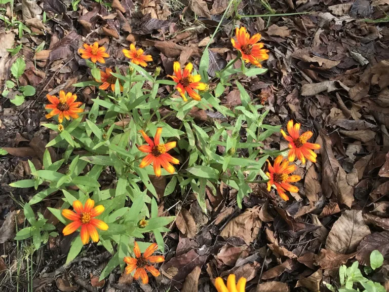 Zinnia marylandica 'PAS951097' (Zahara® Sunburst) habit with blotch