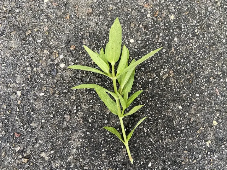 Zinnia marylandica 'PAS951097' (Zahara® Sunburst) stem