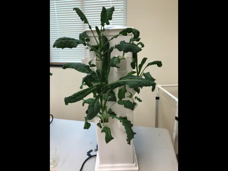 Aeroponics