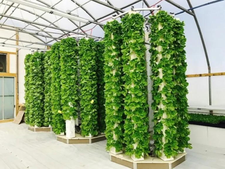 Aeroponics