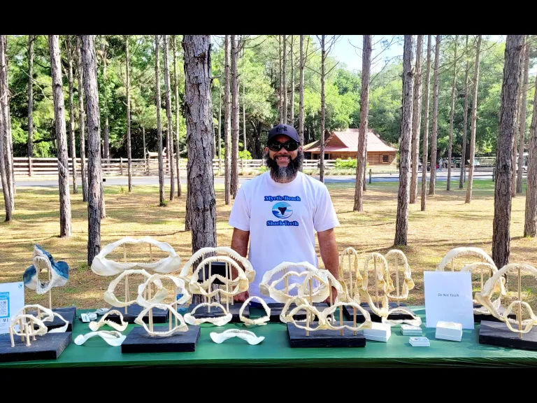 Charles Shelton Jr _ Fossils and Sharks teeth display