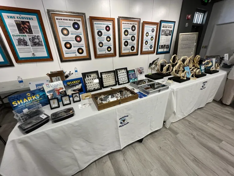 Charles Shelton Jr _ Fossils and Sharks teeth display