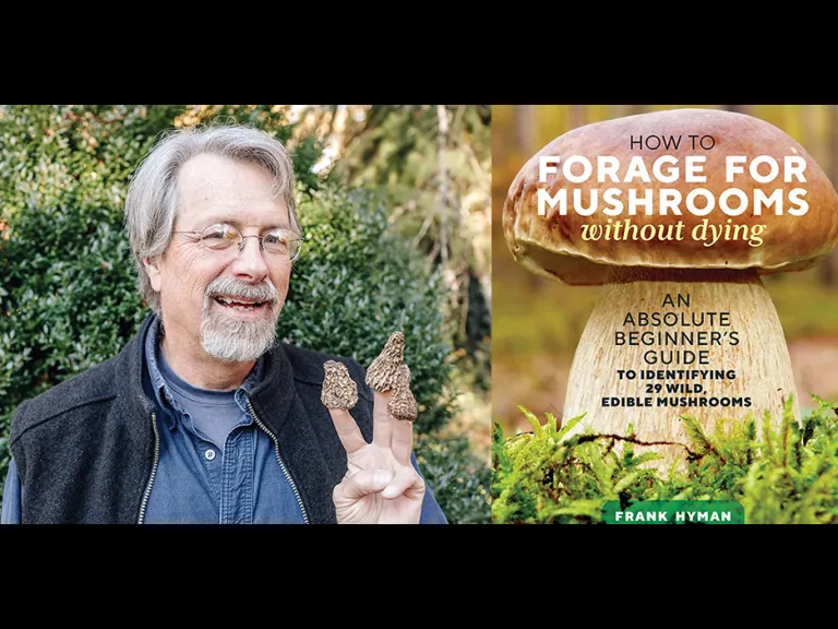 How to Forage For Mushrooms