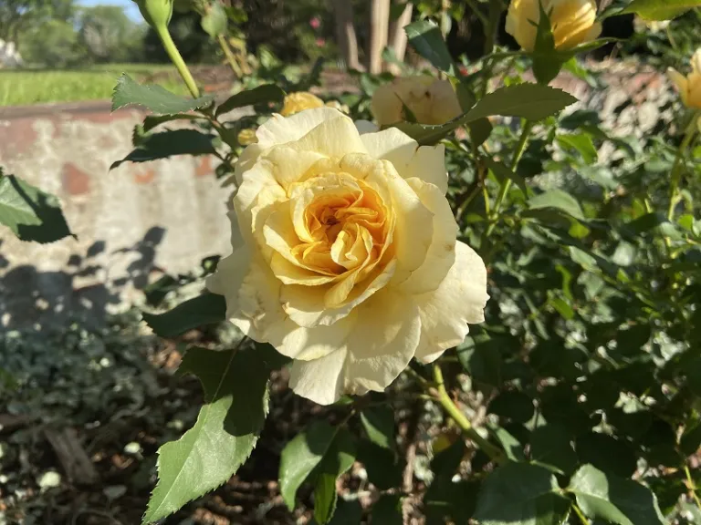 Rose in the Palmetto Garden