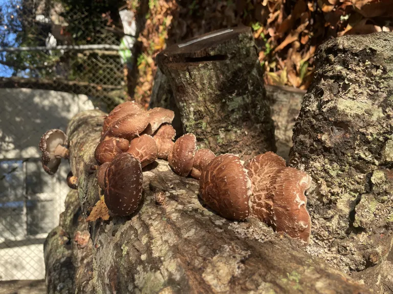 Mushroom Cultivation