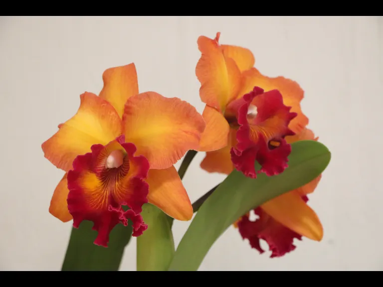 Orange Greenhouse Grown Orchid