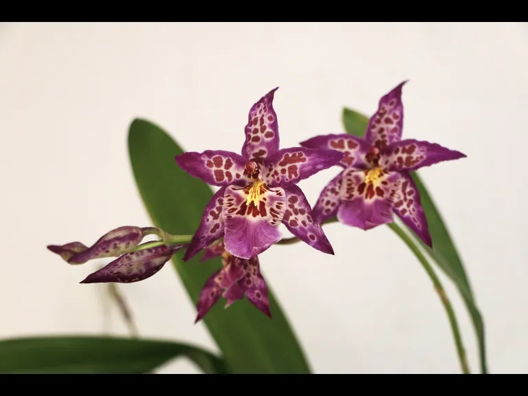 Greenhouse Grown Orchid