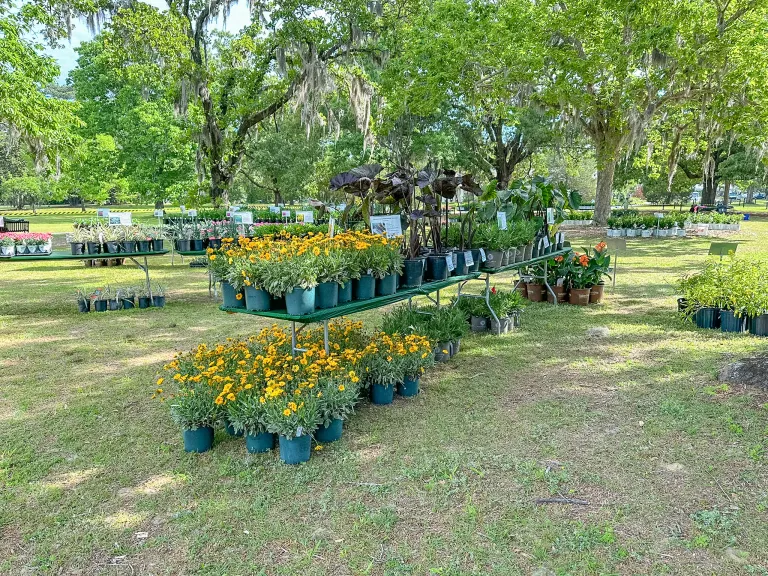 Spring Plant Sale