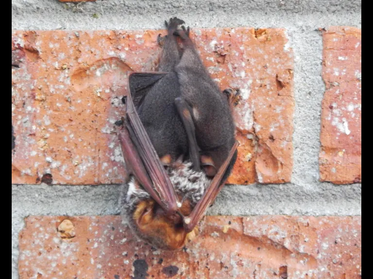 South Carolina Bats