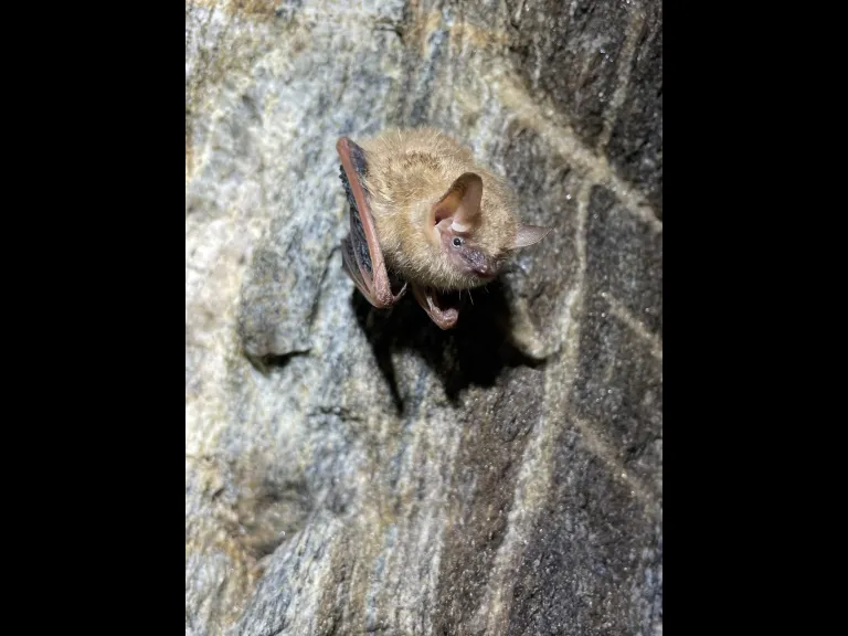 South Carolina Bats