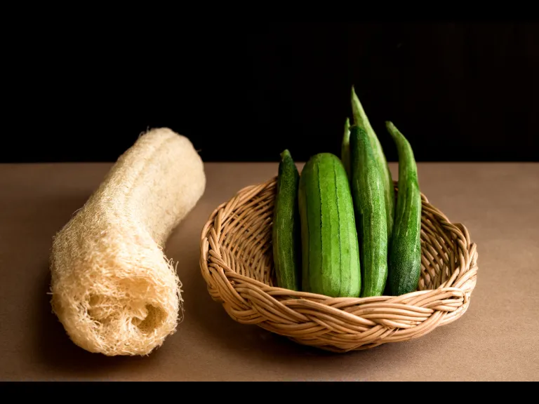 Luffa plant and sponge