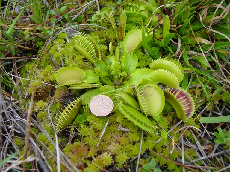 Venus Flytrap