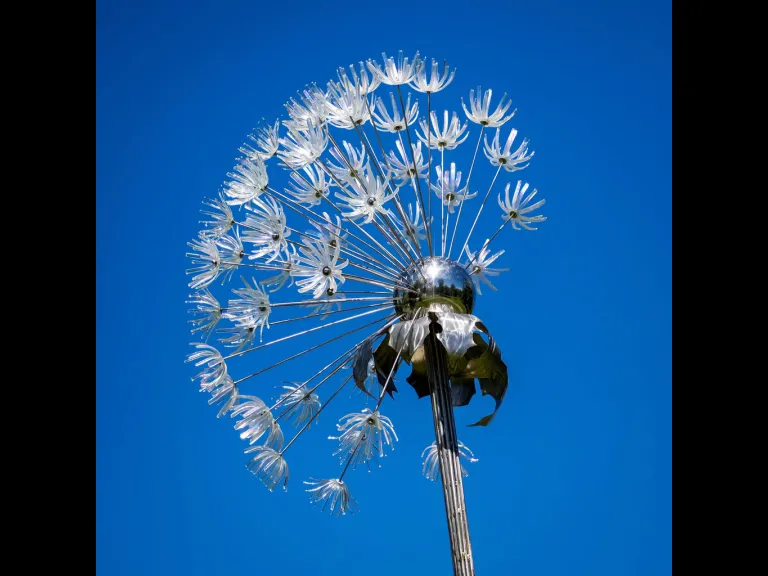 glass dandelion