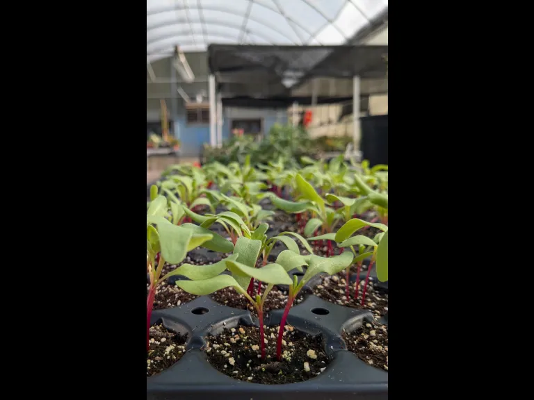 Greenhouse plants