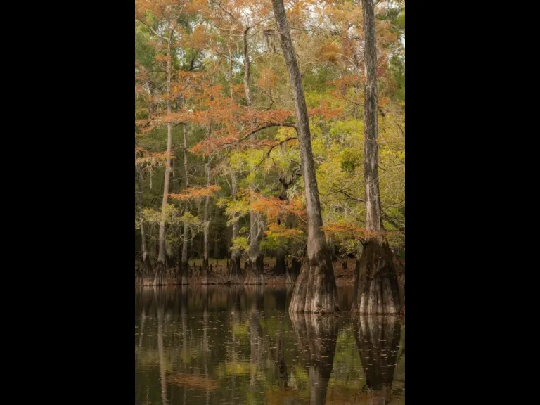 black River Cypress Reserve