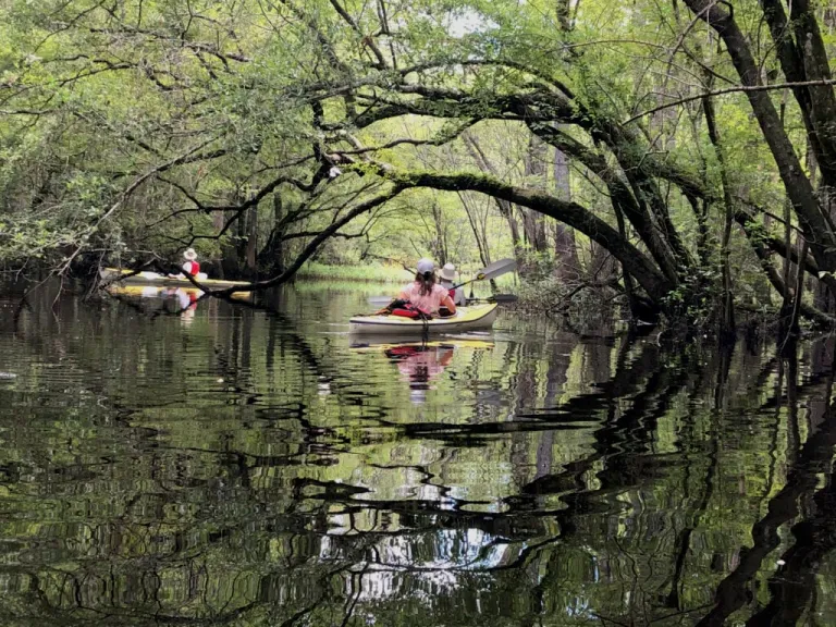 black River Cypress Reserve