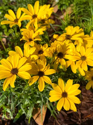 Swamp Sunflower