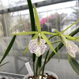 × Brassocattleya Binosa 'Key Lime' flower