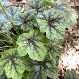 × Heucherella 'Tapestry' foliage