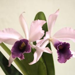 × Laeliocattleya C.G. Roebling 'Beechview' flower