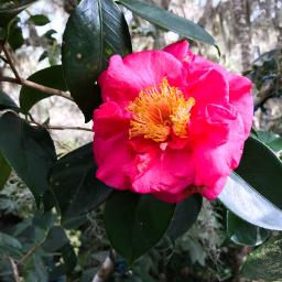 Camellia