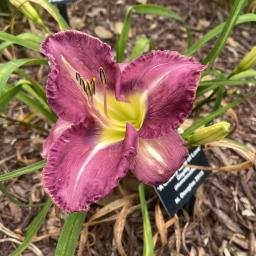 Hemerocallis 'A Groovy Kind of Love' flower