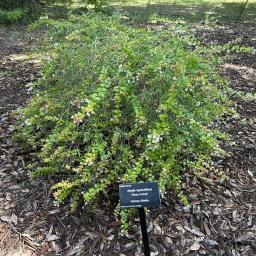 Abelia 'Rose Creek' flowering habit