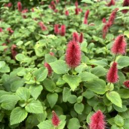 Acalypha chamaedrifolia flowers