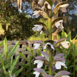 Acanthus 'Summer Beauty' flower