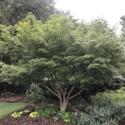 Acer palmatum 'Glowing Embers' habit