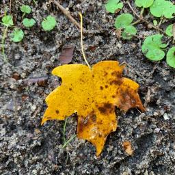 Acer saccharum floridanum leaf