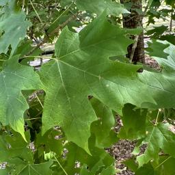 Acer saccharum leaf