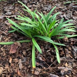 Agapanthus 'MDB001' (Ever Twilight™) foliage