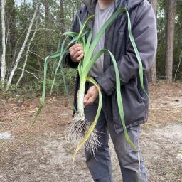 Allium ampeloprasum 'King Richard' plant