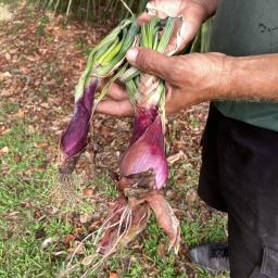 Allium cepa 'Conservor' bulb