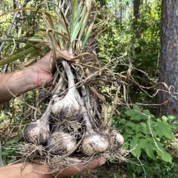 Allium sativum 'Inchelium Red' bulbs