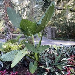 Alocasia 'Calidora' habit