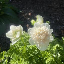 Anemone coronaria 'Mount Everest' flower