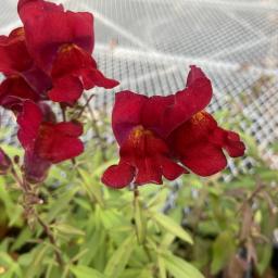 Antirrhinum majus (Snaptastic™ Red) flower