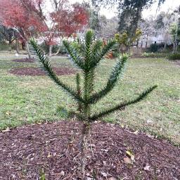 Araucaria araucana habit