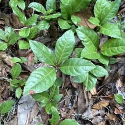 Ardisia japonica foliage